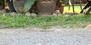 VDO平移拍摄睡狗花园格式高清。