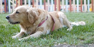 可爱的雌性金毛猎犬在公园里嚼着一根棍子