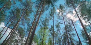 慢镜头:车窗外的森林