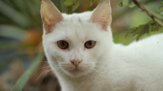 白色的猫视频素材模板下载