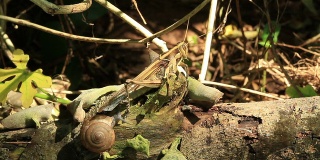 蚱蜢和蜗牛