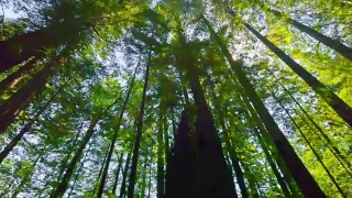 春天的红木森林视频素材模板下载