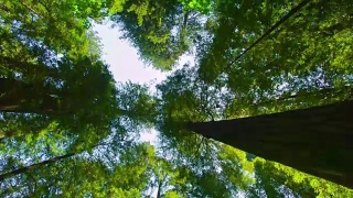 春天的红木森林视频素材模板下载