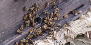 蜜蜂在蜂箱里