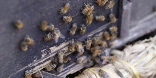 蜜蜂在蜂箱里