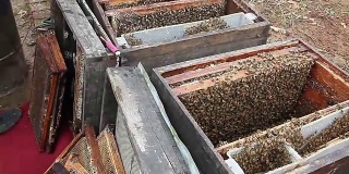 养蜂人从蜂箱里采蜜