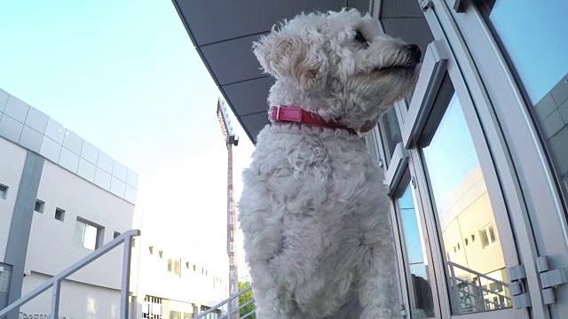 在长板上玩耍的城市狗