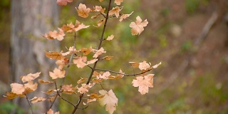 秋叶落在光秃秃的树枝上