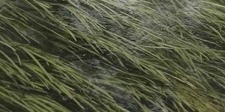 河海藻