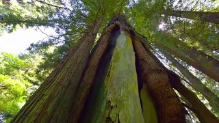 红杉森林视频素材模板下载