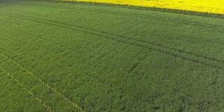 春季大麦油菜籽飞地(4K/超高清到高清)