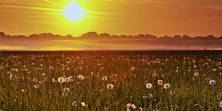 太阳升起时长满蒲公英的草地
