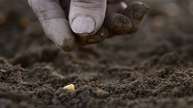 农夫的手在播种玉米