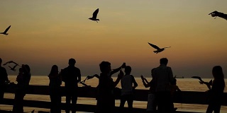 剪影摇摄:黄昏时分，人们与鸥群欢聚