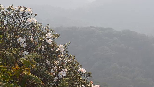 淘金:杜鹃花在热带森林中