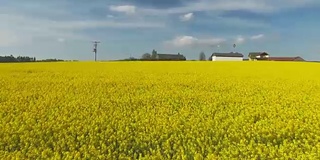 春季空中油菜籽田(4K/UHD)