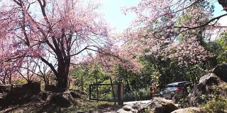 粉色樱花，泰国旅游