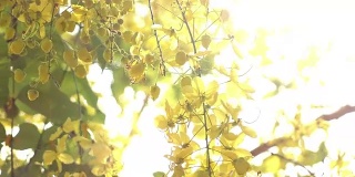 金色的雨黄色的花与阳光的早晨