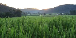 日出美景，梯田稻田