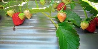 草莓领域
