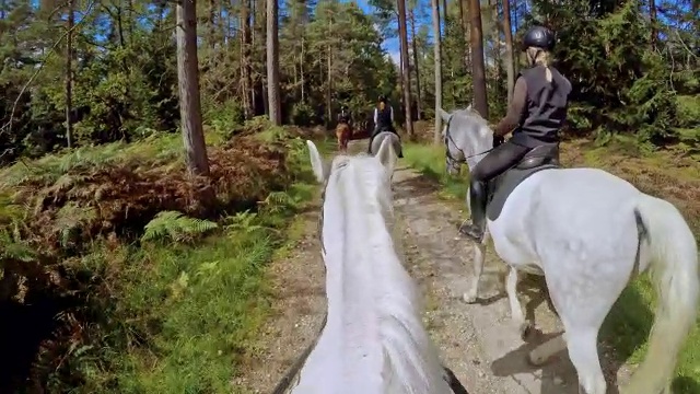 POV骑马穿过美丽的森林