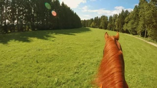 骑着一匹奔跑的棕色马穿过草地视频素材模板下载