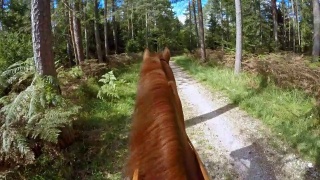 POV在阳光下骑马穿过森林视频素材模板下载