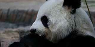 熊猫动物吃竹子。