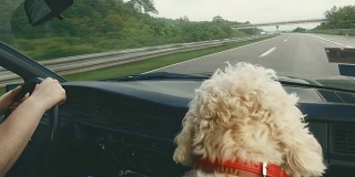 人类和他的狗一样喜欢坐车回家!
