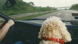 人类和他的狗一样喜欢坐车回家!视频素材模板下载