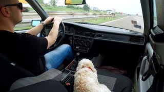 Man enjoys the ride home as much as his dog!视频素材模板下载