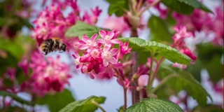 蜜蜂采集花蜜-慢镜头