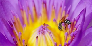 蜜蜂在粉莲花的花粉中进食。