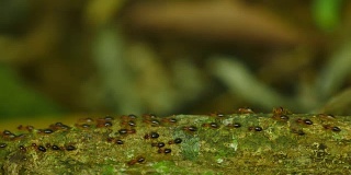 Termites Parade on branches.
