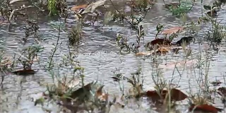 在雨季，雨落在地板上