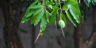 芒果上的雨滴