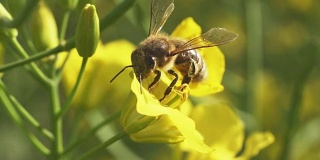 蜜蜂和强奸