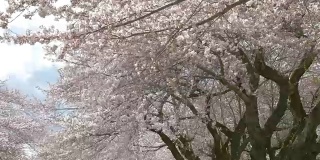 樱花盛开，春天在日本