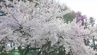 樱花盛开，春天在日本视频素材模板下载