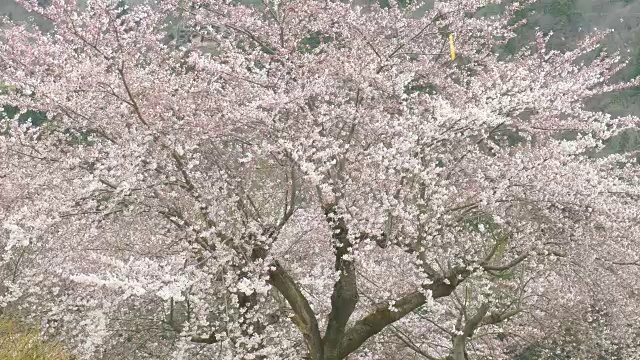 樱花盛开，春天在日本