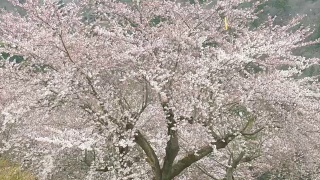 樱花盛开，春天在日本视频素材模板下载