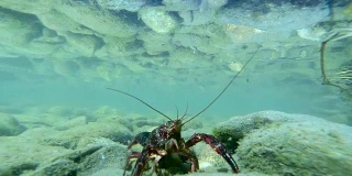 小龙虾在水下的鹅卵石上