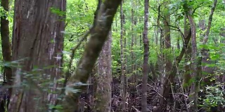 柏树沼泽的秃柏树。美国南部南卡罗来纳湿地全景
