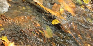 溪中的秋叶