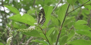 黑色butterfly_HD