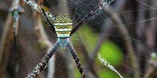 黄黑蜘蛛在她的蜘蛛网- Argiope bruennichi