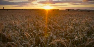 Walking_ Forward_Wheat_Field_Sunset_4K