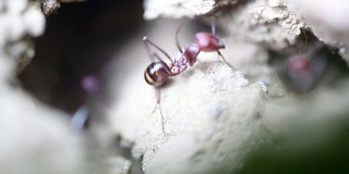 蚂蚁在它们的土壤结构前面