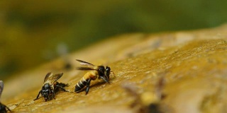 蜜蜂喂养。