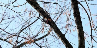 啄木鸟啄食昆虫栖息在森林的树上